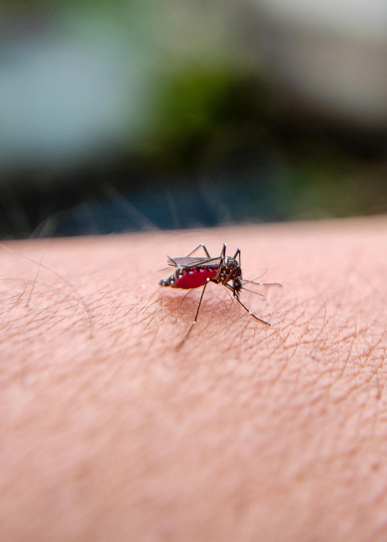 Anti-Malaria
