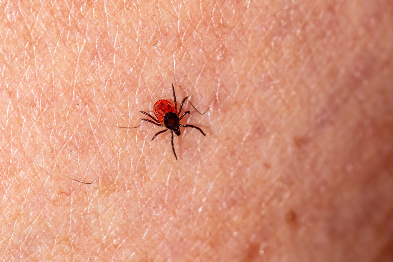 Tick-Borne Encephalitis Manchester travel health illustration showing vaccine and pre-travel support at Manchester Chemist