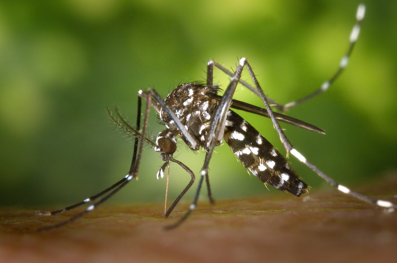 Chikungunya Vaccine Manchester travel health illustration showing vaccine and pre-travel support at Manchester Chemist