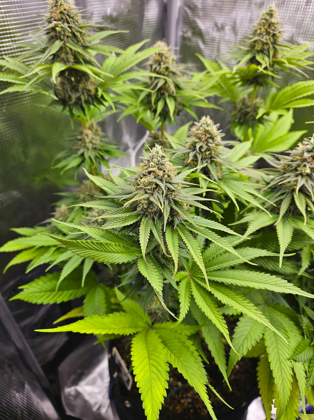 Medical Cannabis Referral Manchester illustration for Manchester Chemist